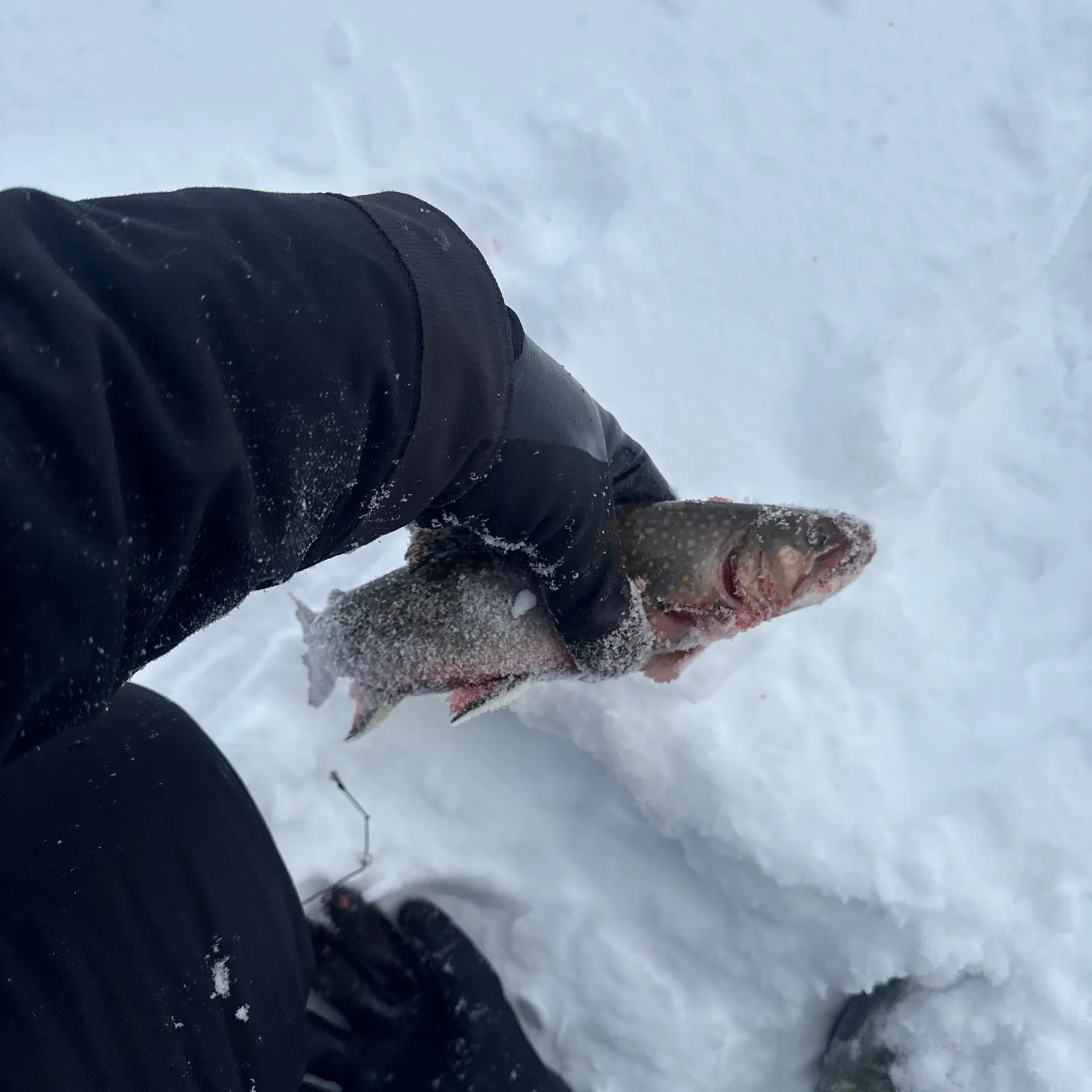 The most recent Brook trout catches on Fishbrain