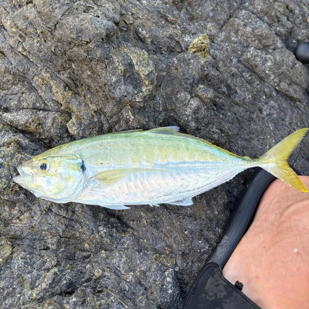 The most recent Yellowtail scad catches on Fishbrain
