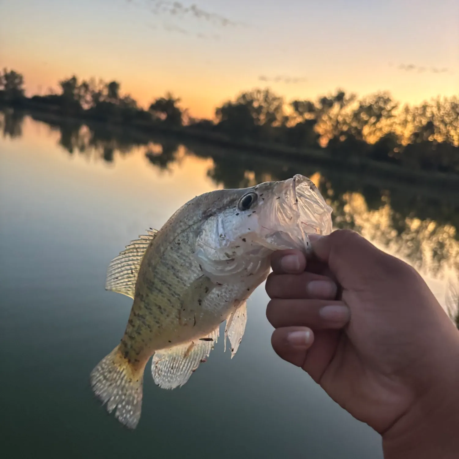 White crappie caught on Fishbrain