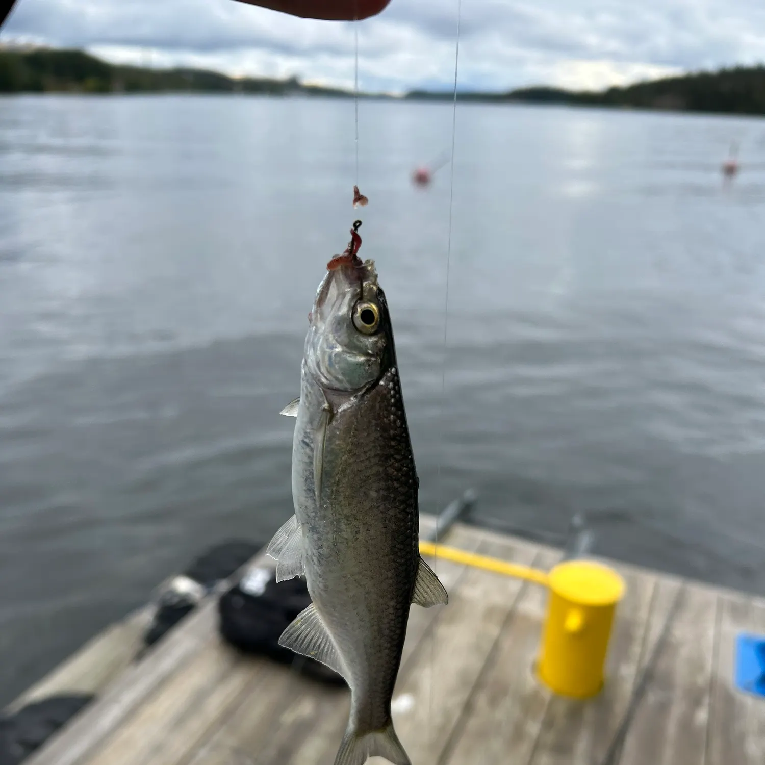 Fish caught on Fishbrain