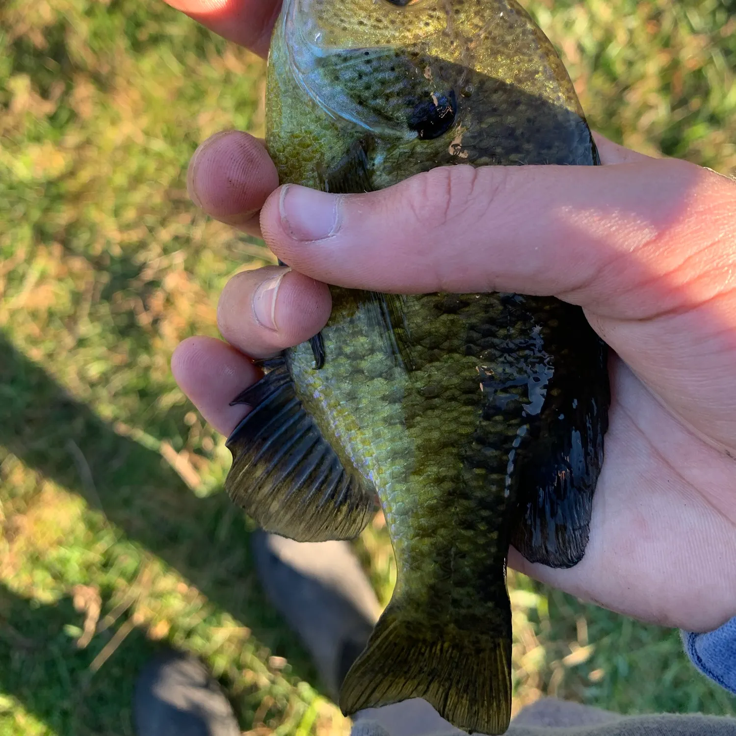 Bluegill caught on Fishbrain
