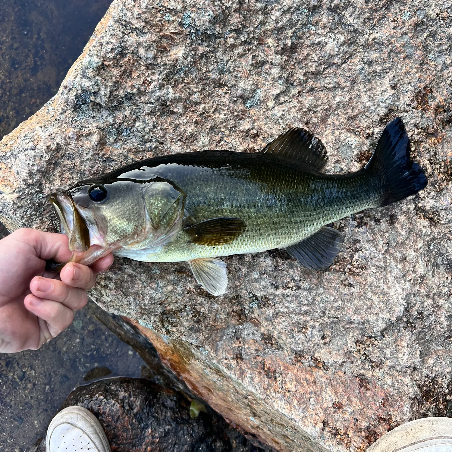 Fish caught on Fishbrain