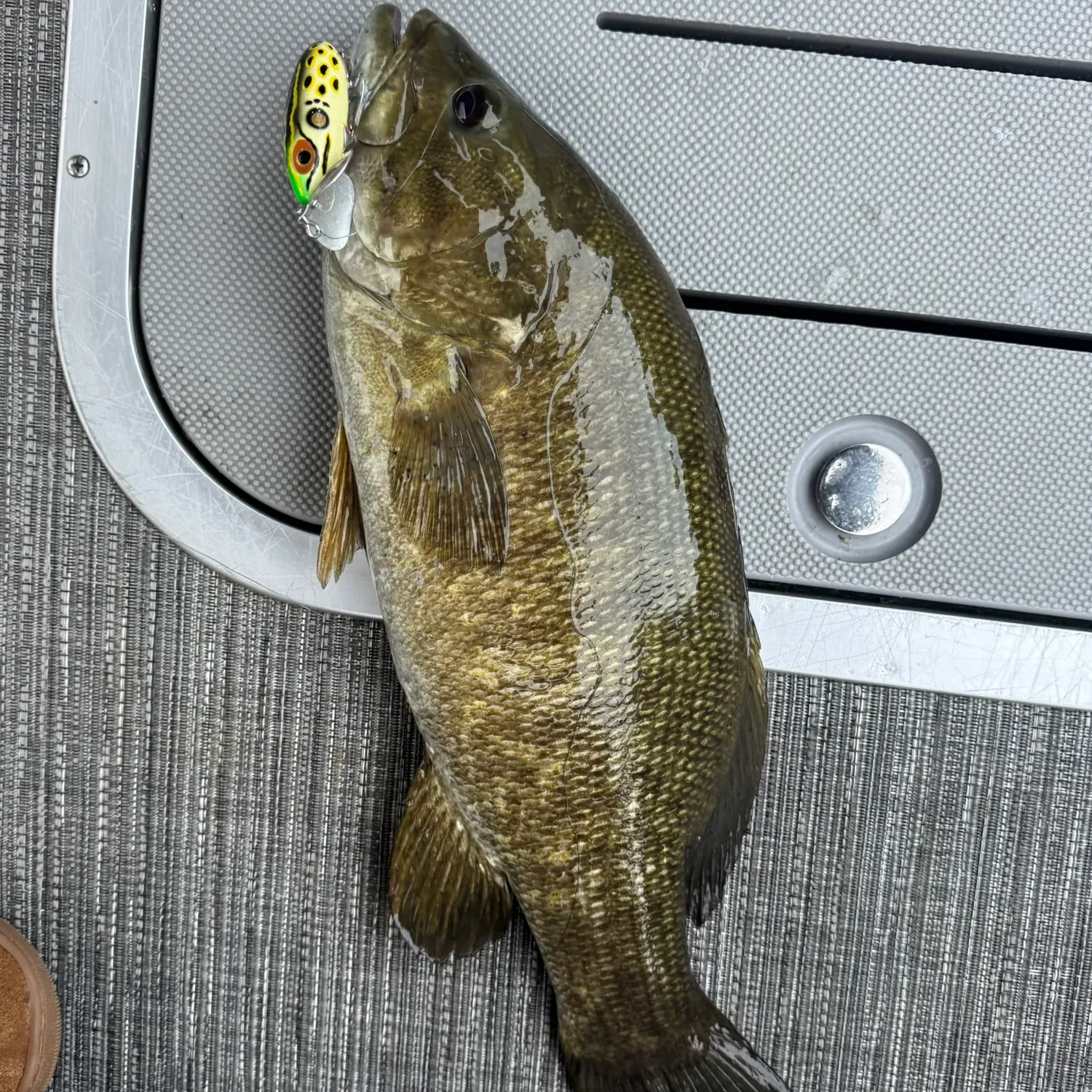 Smallmouth bass caught on Fishbrain