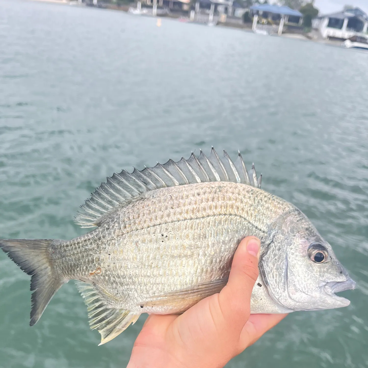 Surf bream caught on Fishbrain