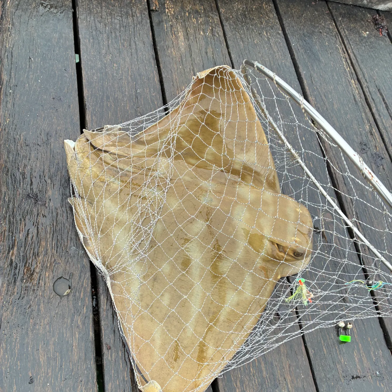 The most recent Australian bull ray catches on Fishbrain