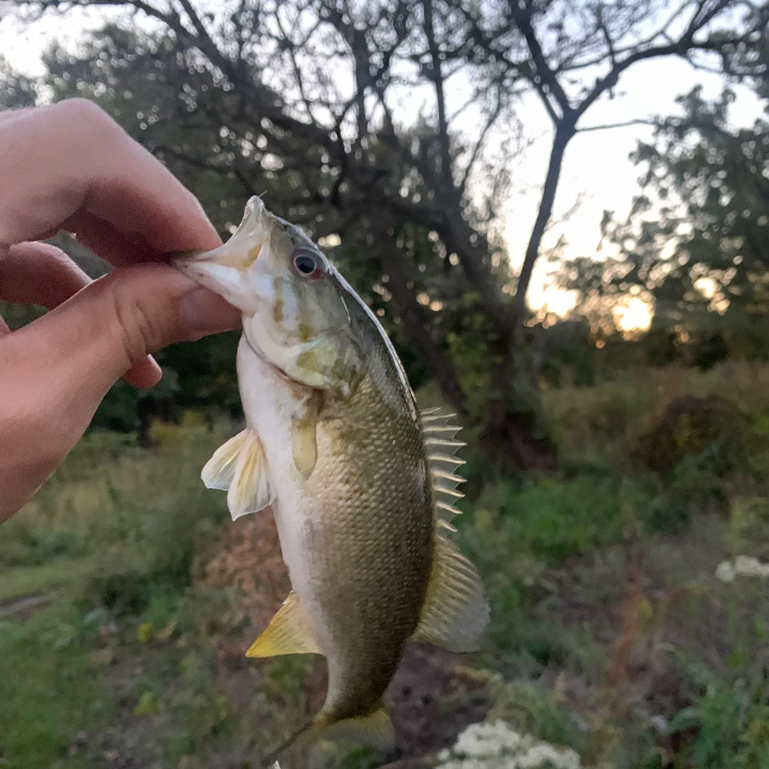 Smallmouth bass caught on Fishbrain