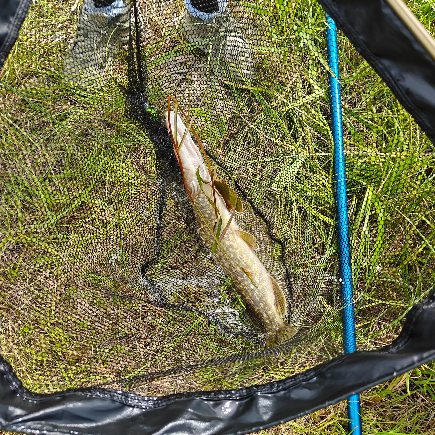 Fish caught on Fishbrain