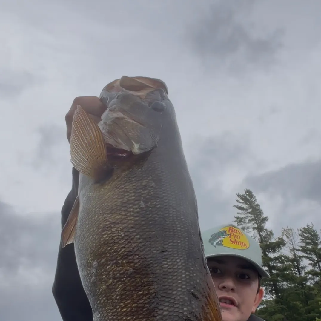 Smallmouth bass caught on Fishbrain