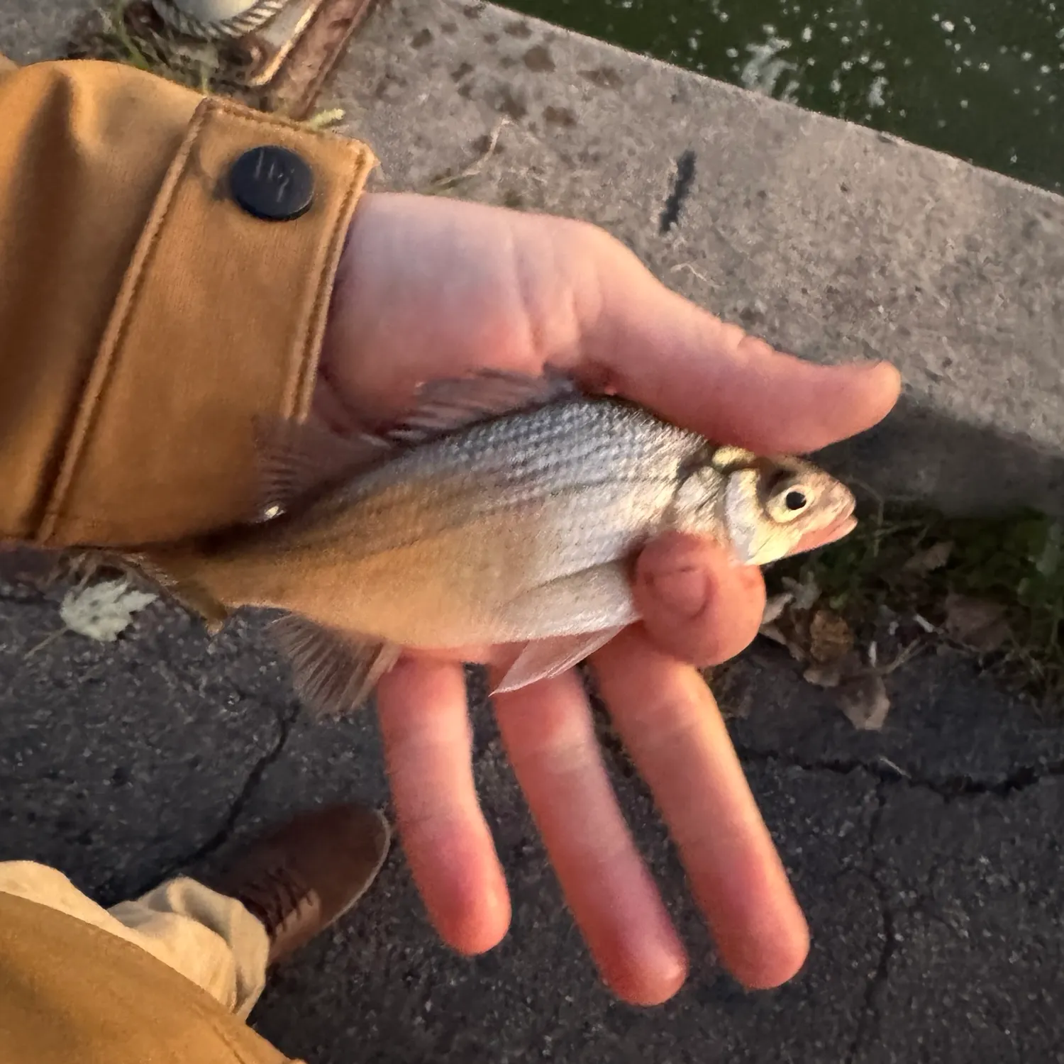White perch caught on Fishbrain