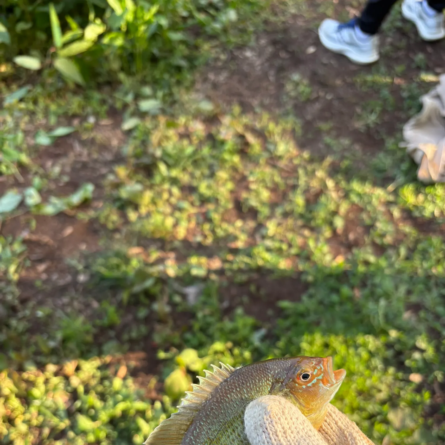 catch