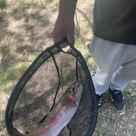 Rainbow trout caught on Fishbrain