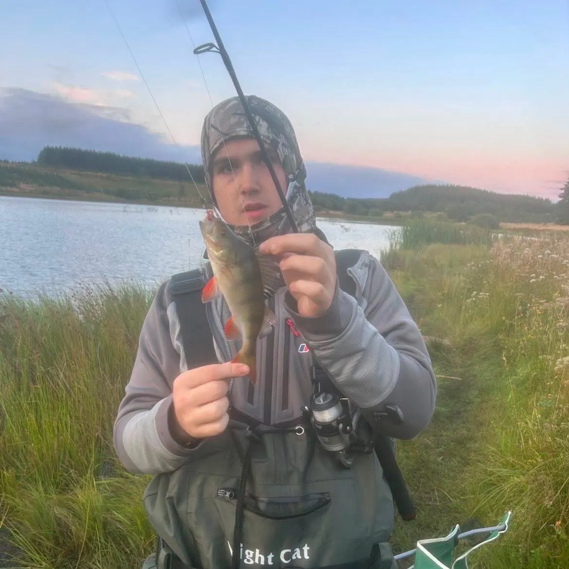 European perch caught on Fishbrain