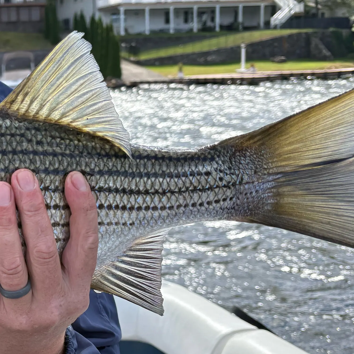Wiper caught on Fishbrain