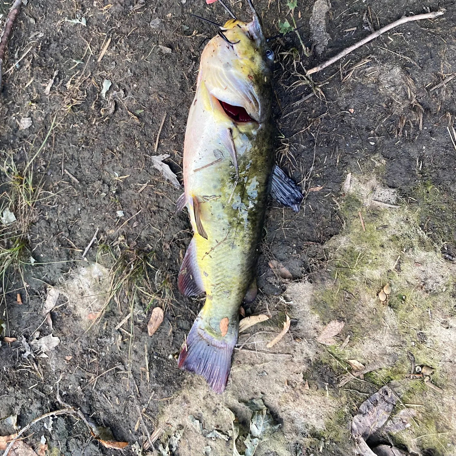 Yellow bullhead caught on Fishbrain