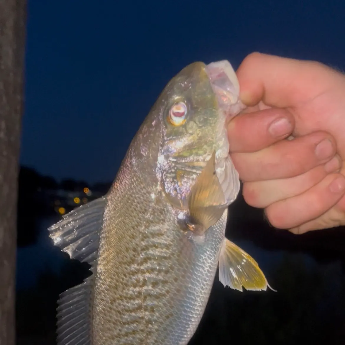 Atlantic croaker caught on Fishbrain