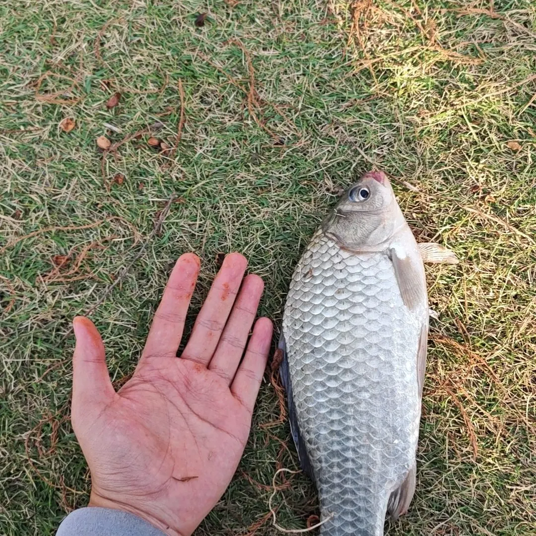 The most recent Crucian carp catches on Fishbrain