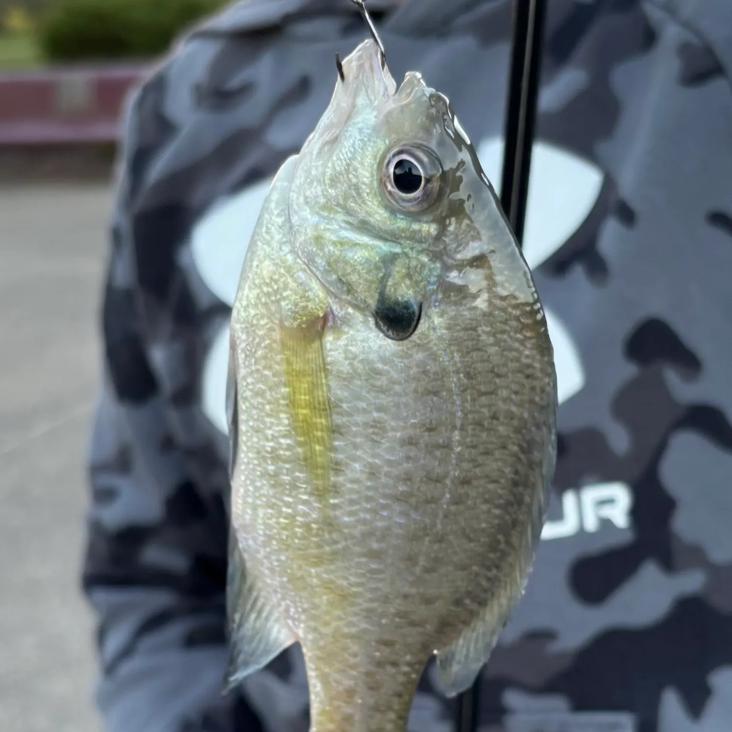 Bluegill caught on Fishbrain