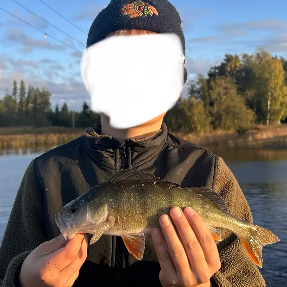 European perch caught on Fishbrain