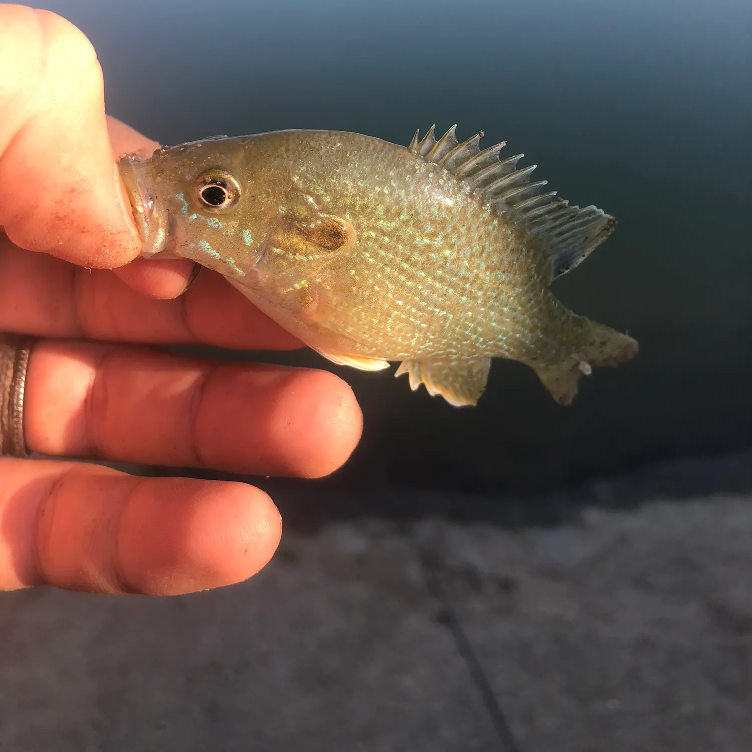 catch