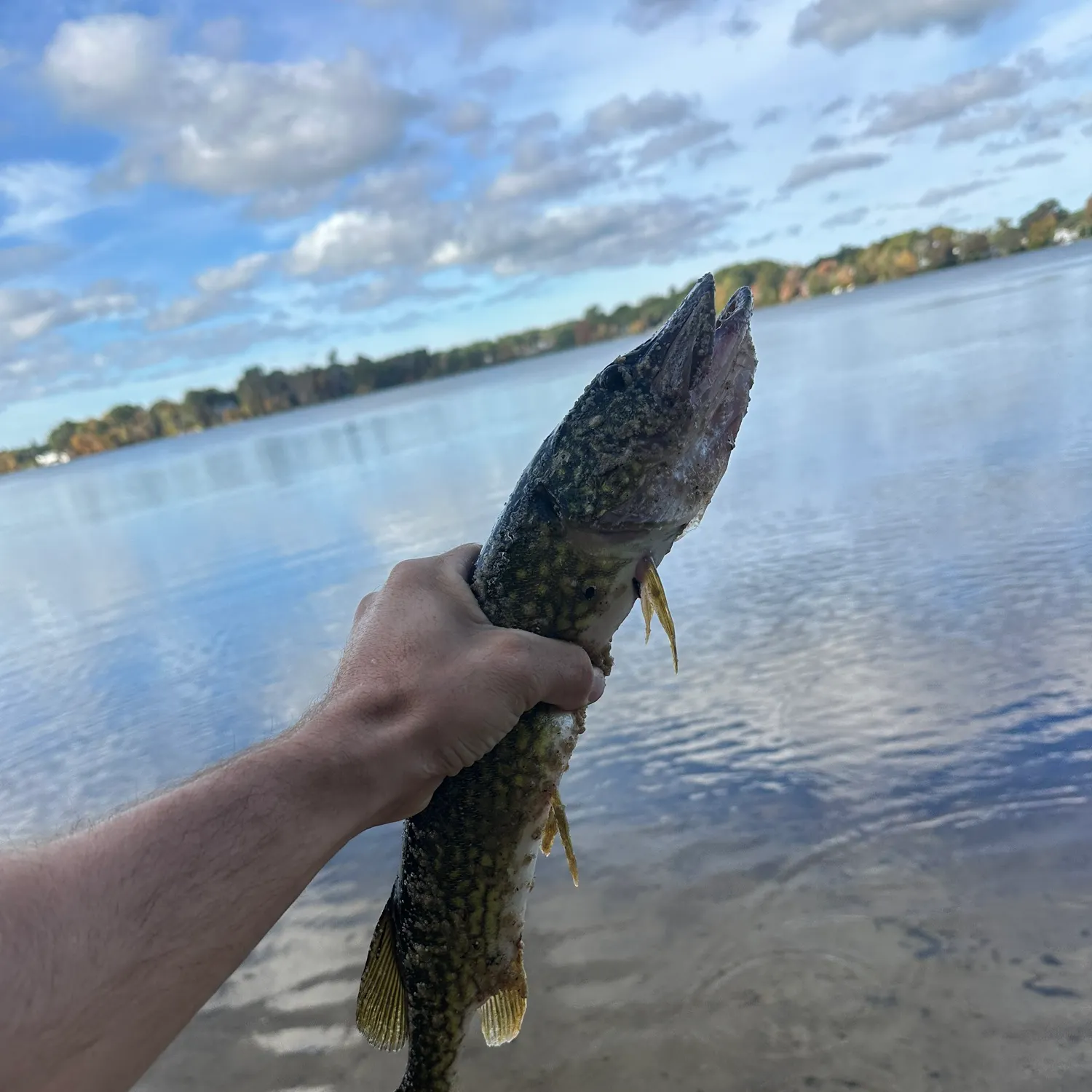 Chain pickerel caught on Fishbrain