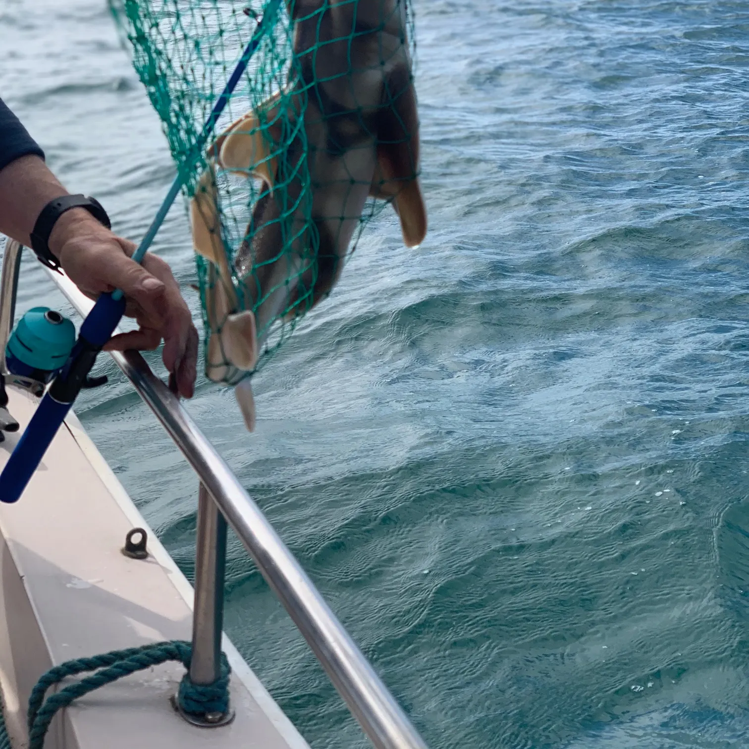 The most recent Port Jackson shark catches on Fishbrain