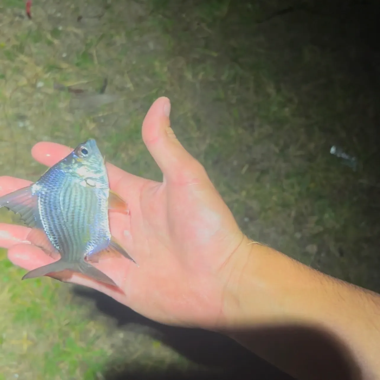 The most recent Striped mojarra catches on Fishbrain