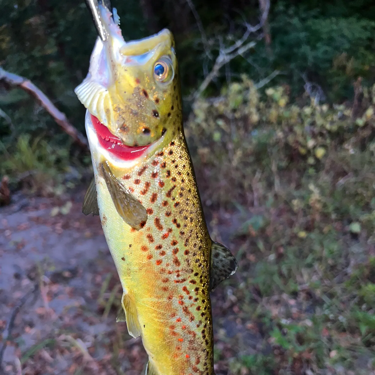 Brown trout caught on Fishbrain