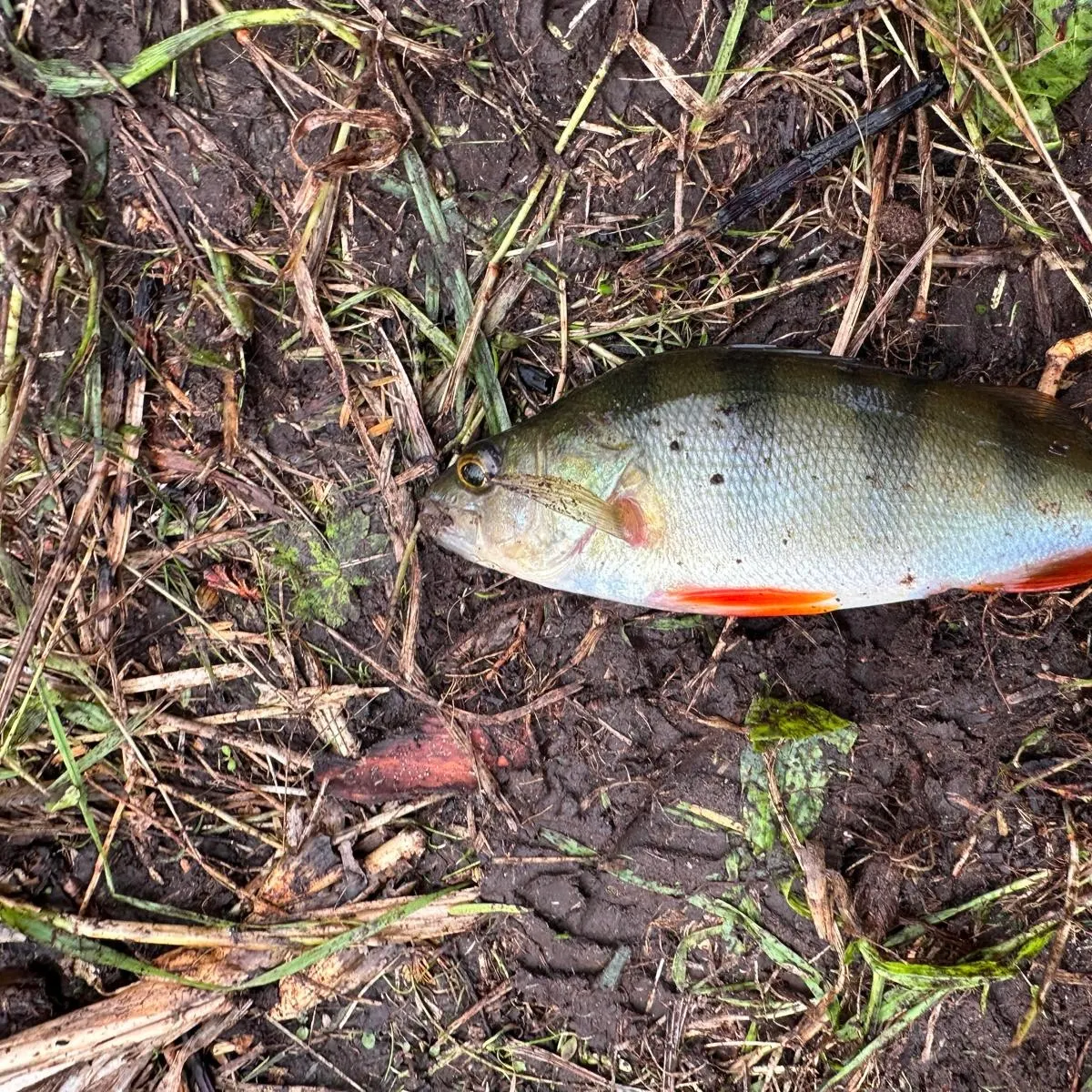 European perch caught on Fishbrain