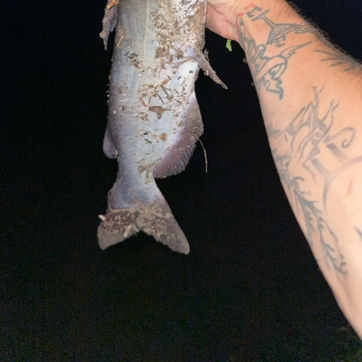 Blue catfish caught on Fishbrain