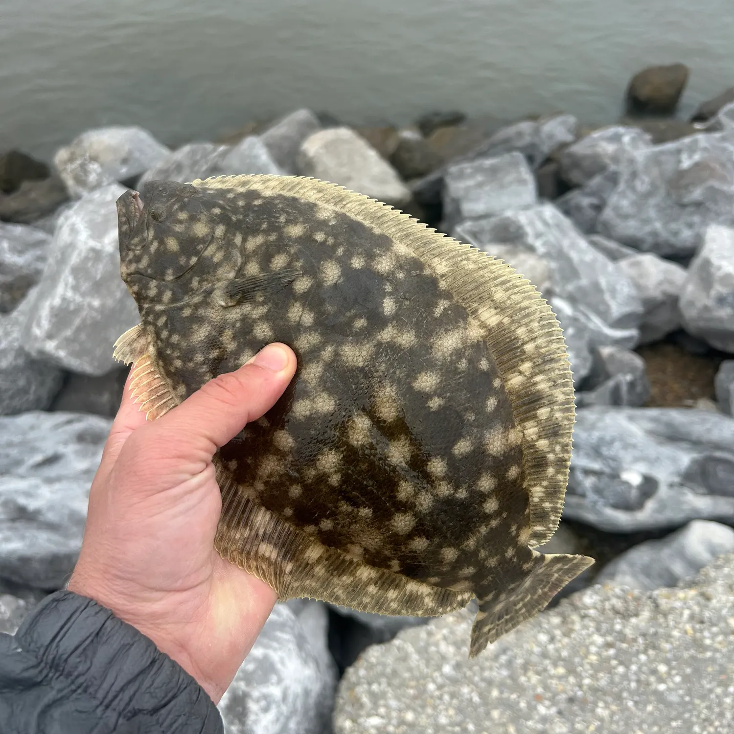 The most recent Winter flounder catches on Fishbrain