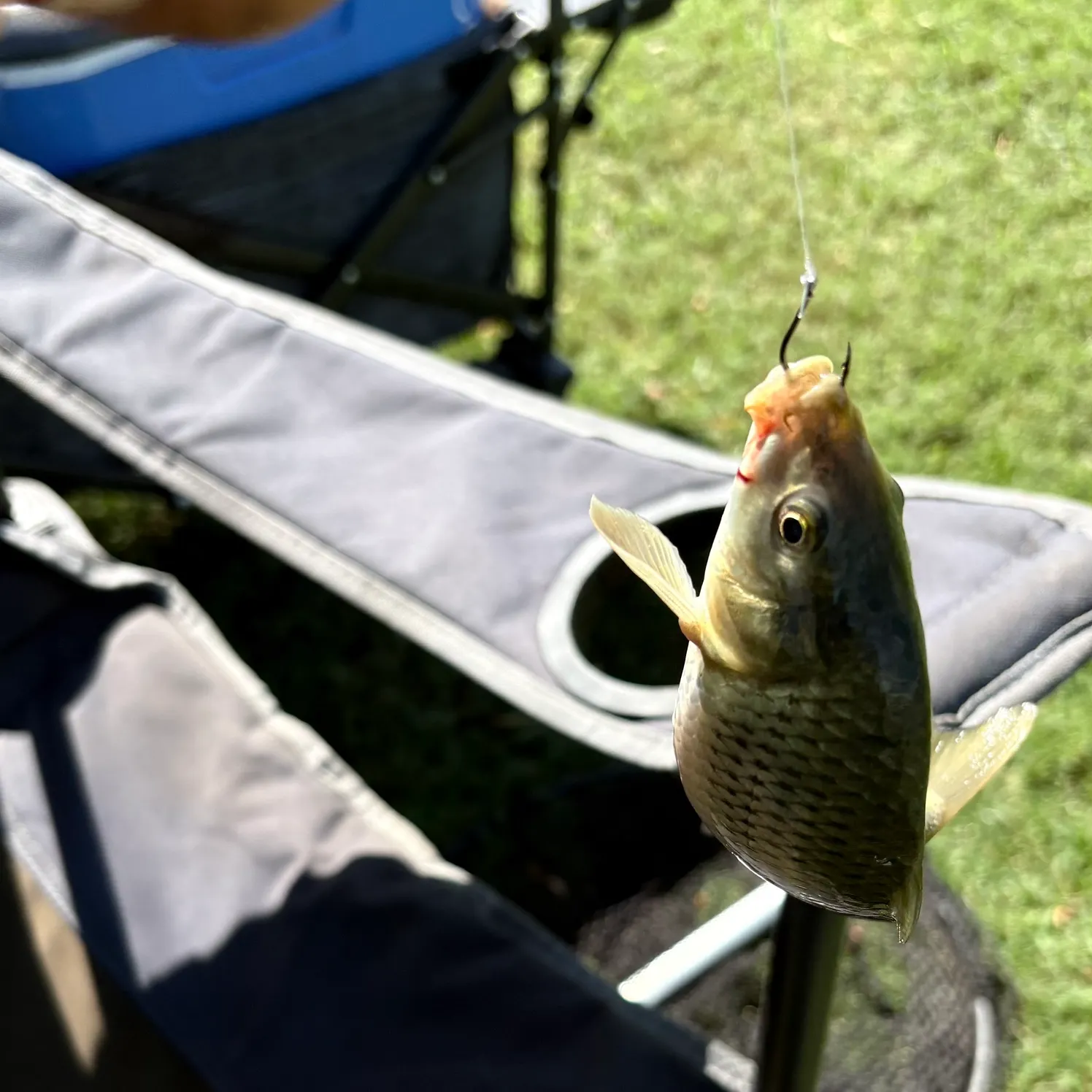Common carp caught on Fishbrain