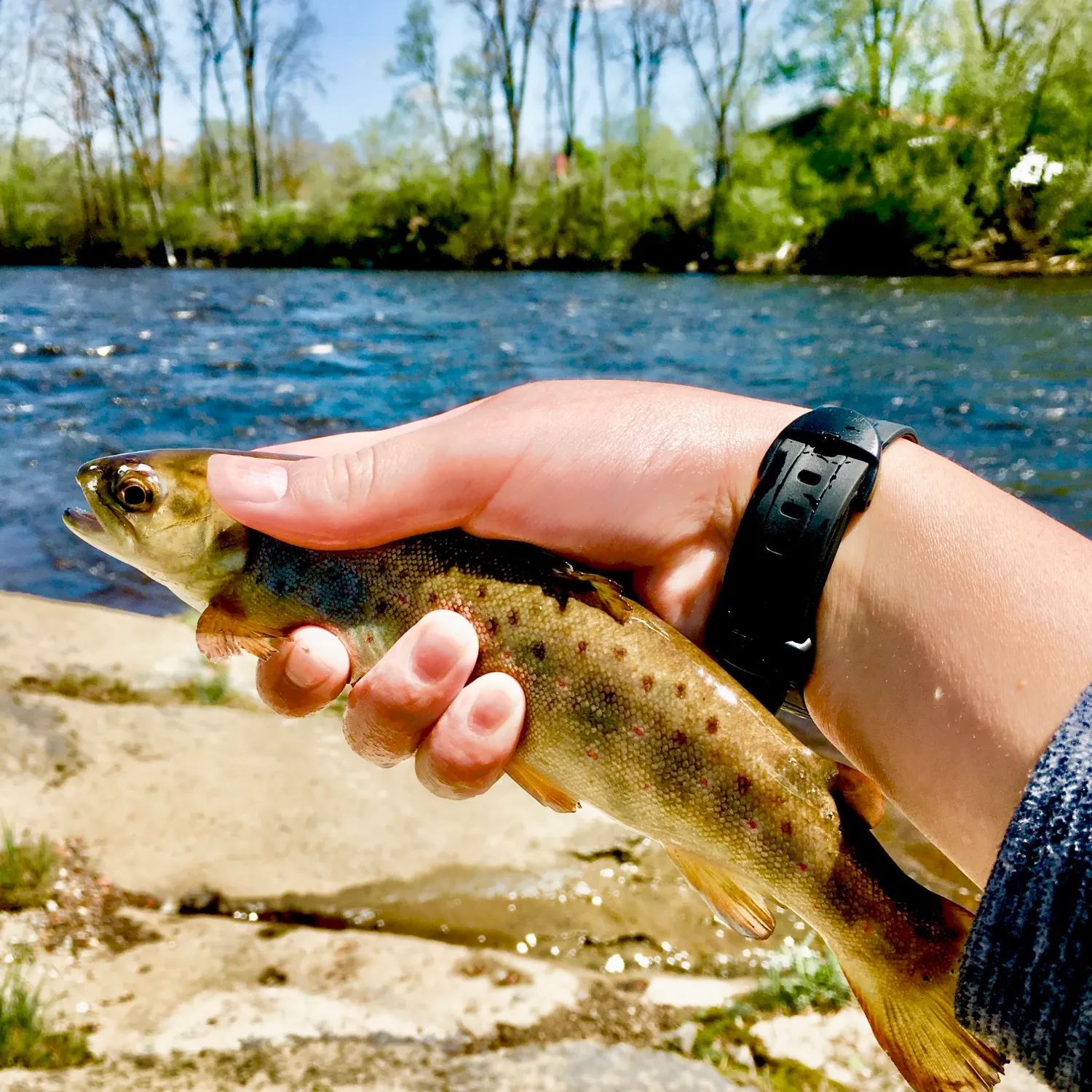 Brown trout caught on Fishbrain