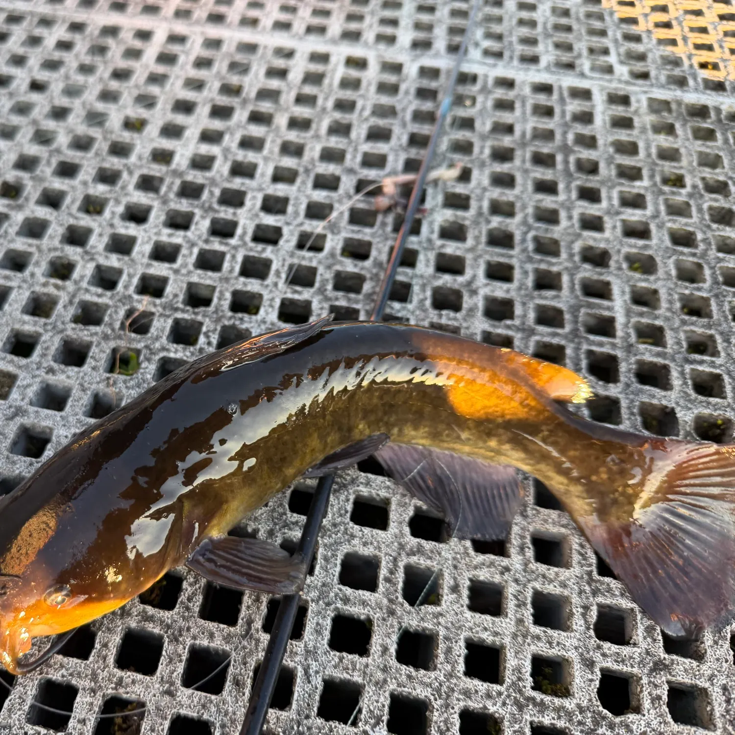 Brown bullhead caught on Fishbrain