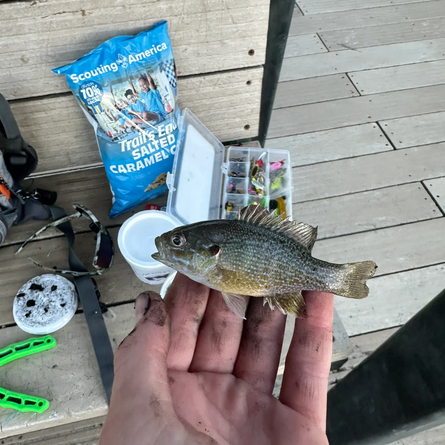Green sunfish caught on Fishbrain
