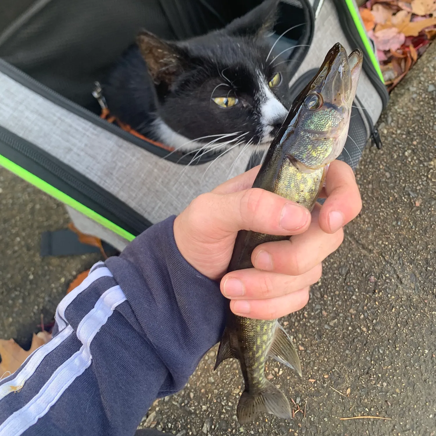 Chain pickerel caught on Fishbrain