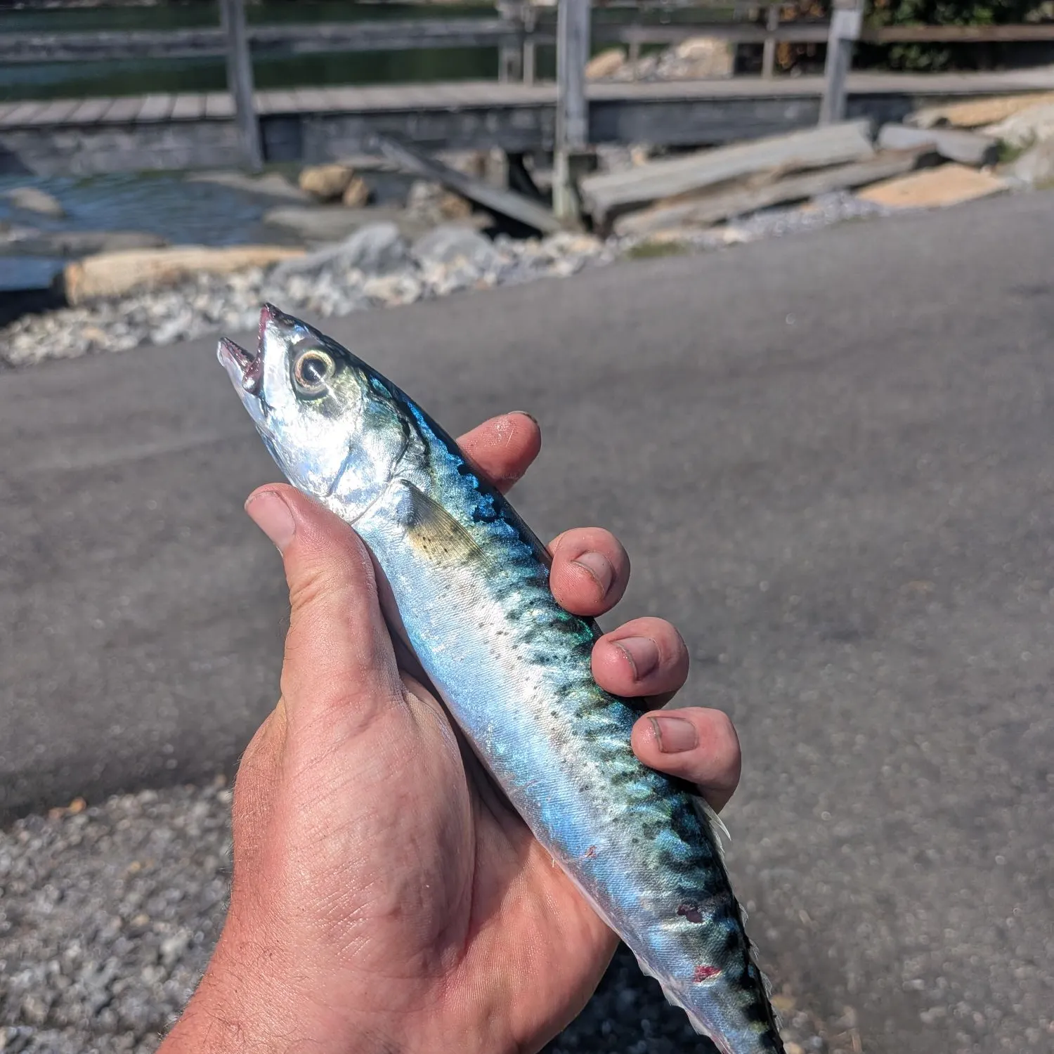 Atlantic mackerel caught on Fishbrain