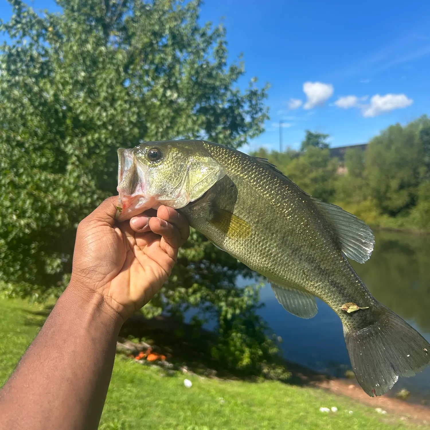 Largemouth bass caught on Fishbrain