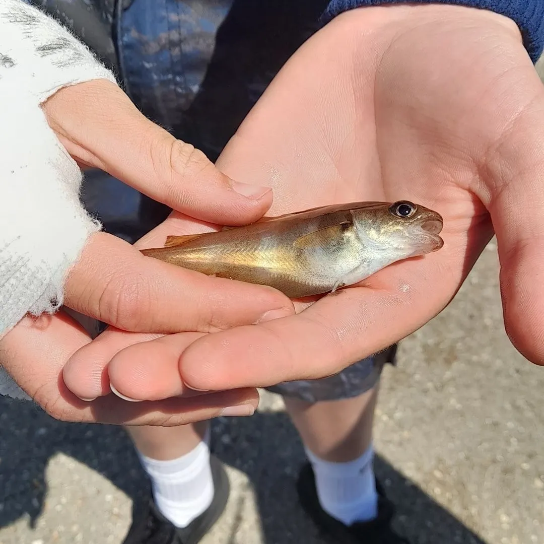 The most recent Pouting catches on Fishbrain