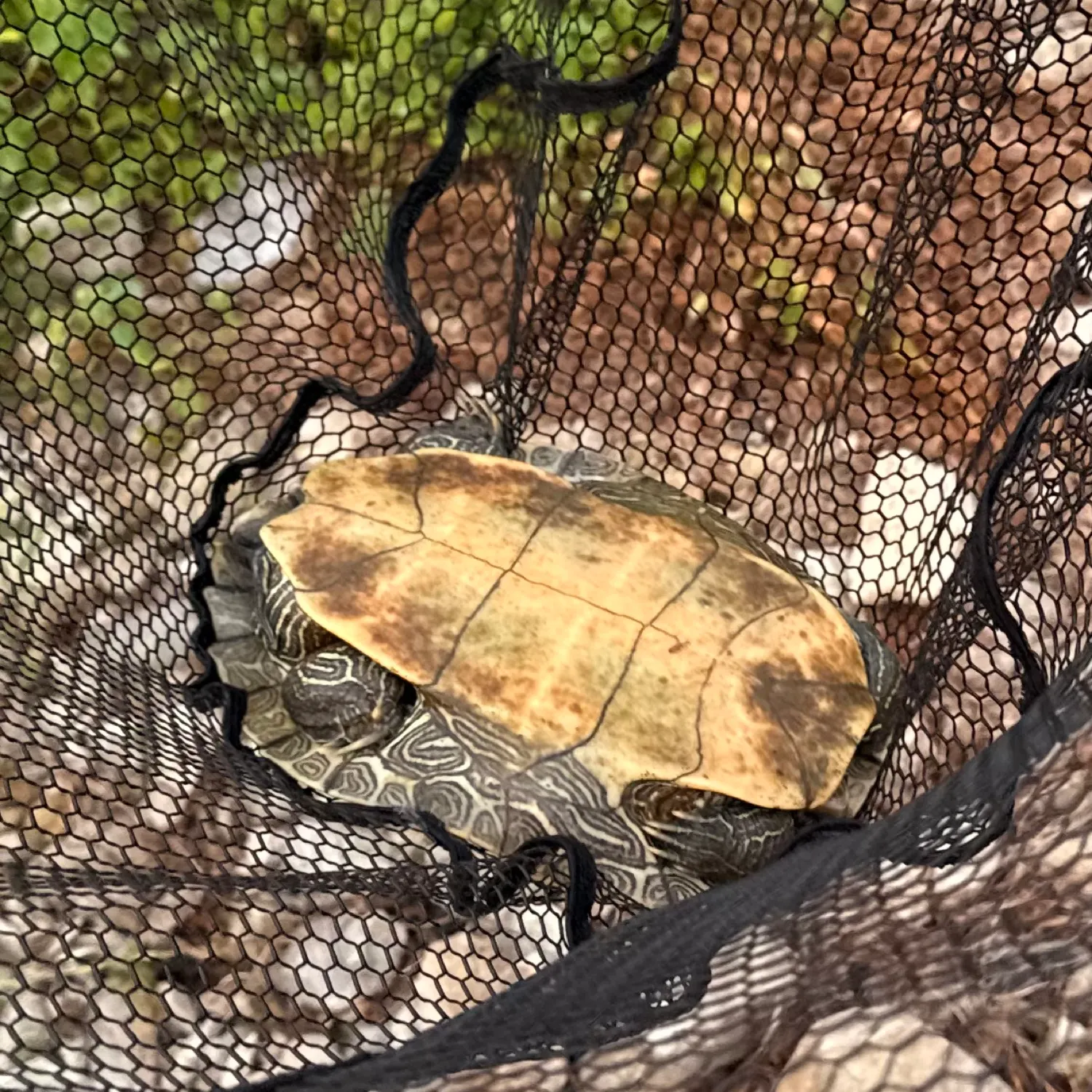 The most recent Northern map turtle catches on Fishbrain