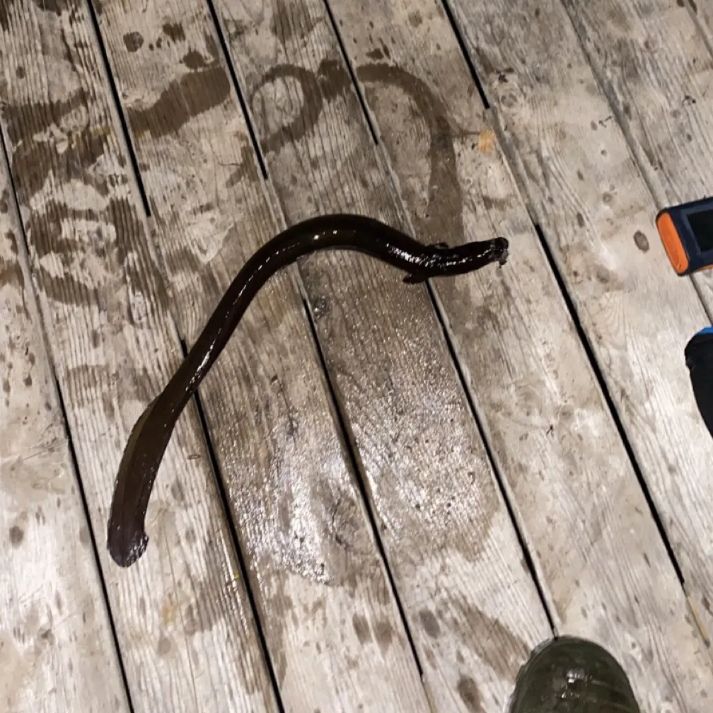 The most recent American eel catches on Fishbrain