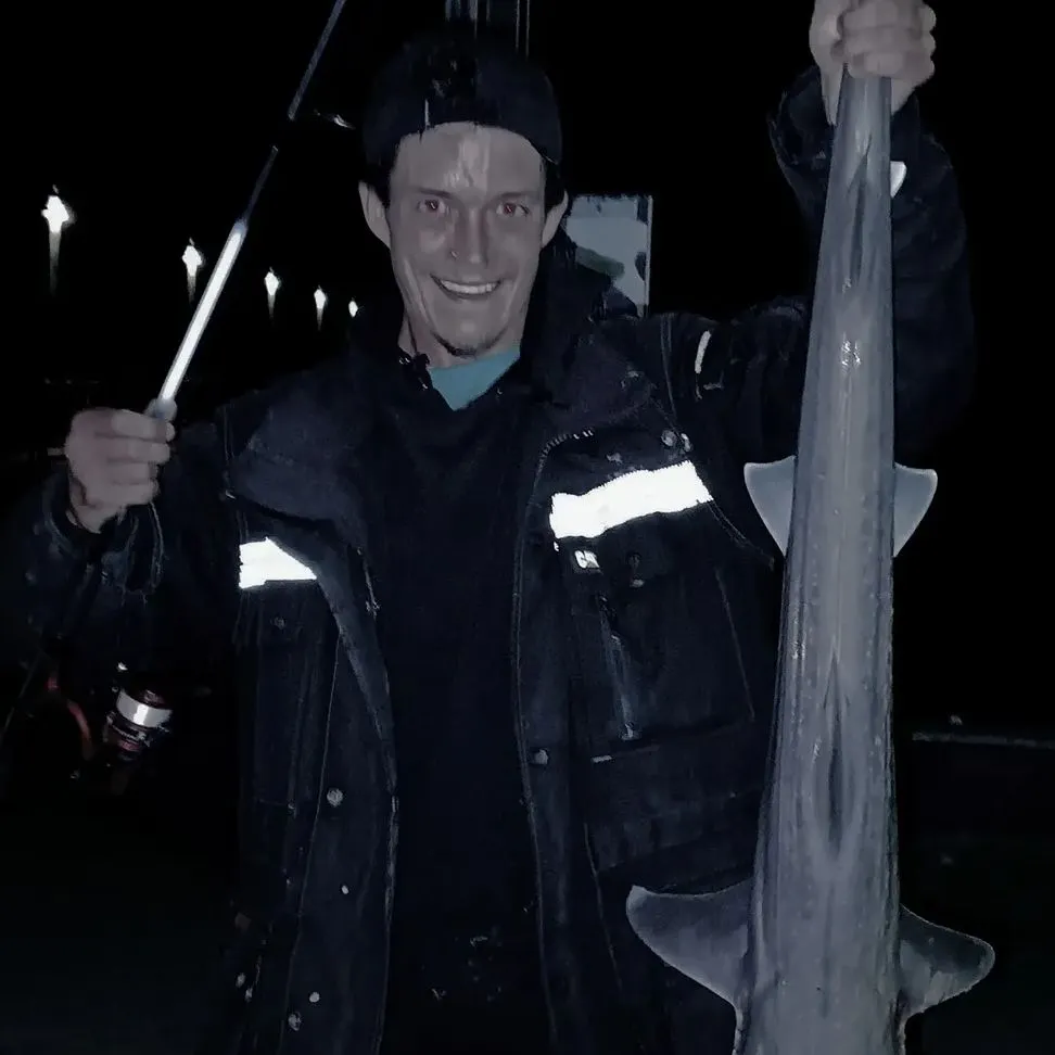 The most recent Gummy shark catches on Fishbrain