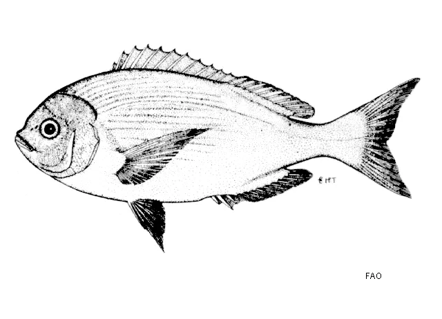 Blue hottentot