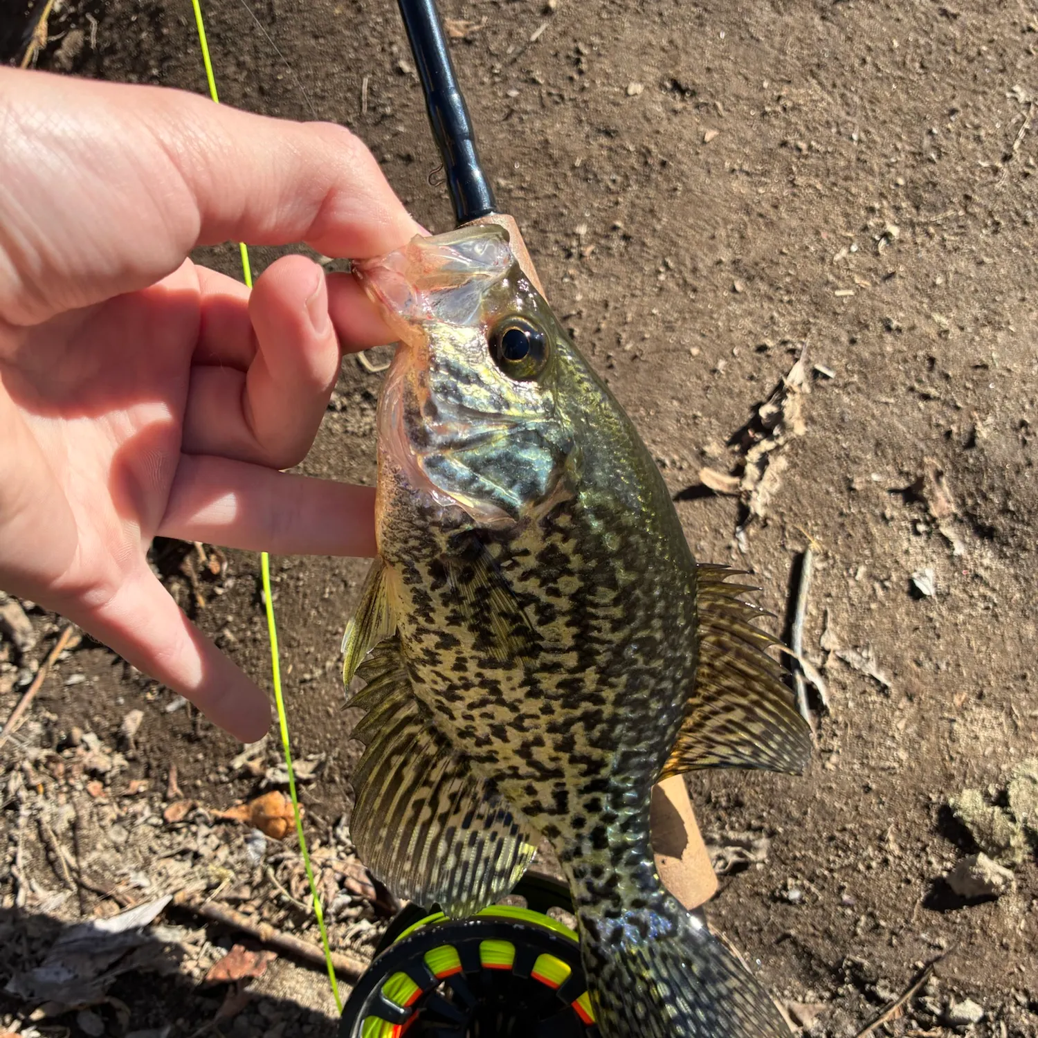 Black crappie caught on Fishbrain