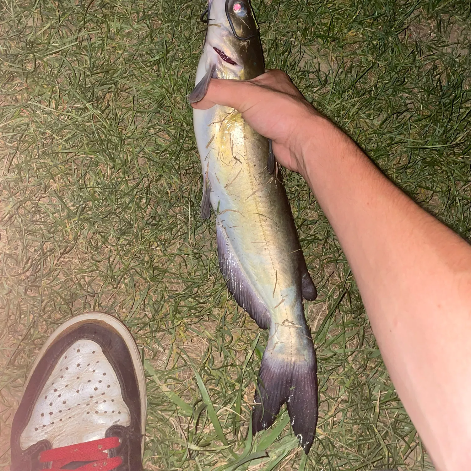Channel catfish caught on Fishbrain
