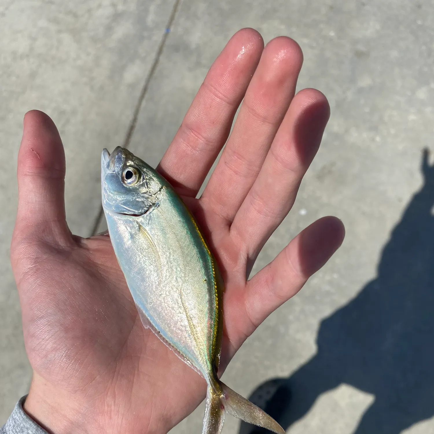 The most recent Bar jack catches on Fishbrain