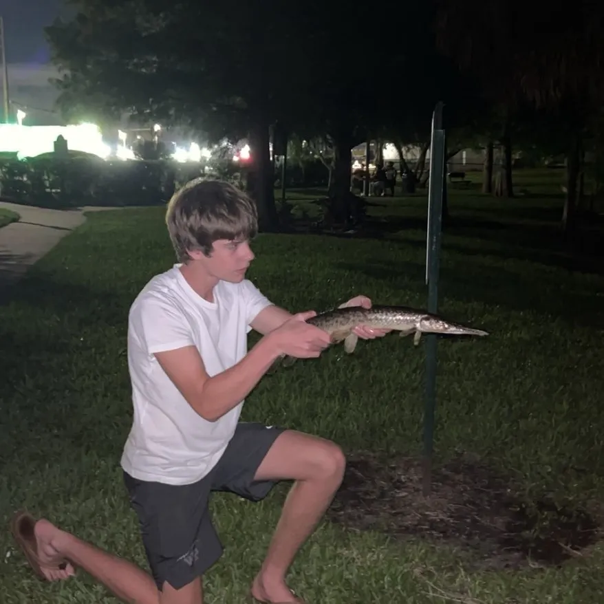 Spotted gar caught on Fishbrain