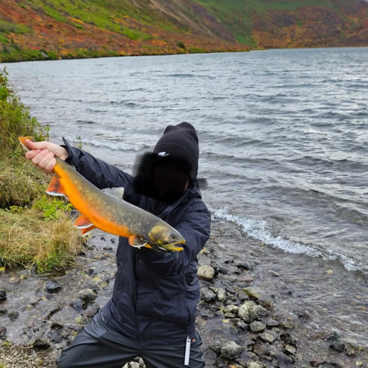 Arctic char caught on Fishbrain