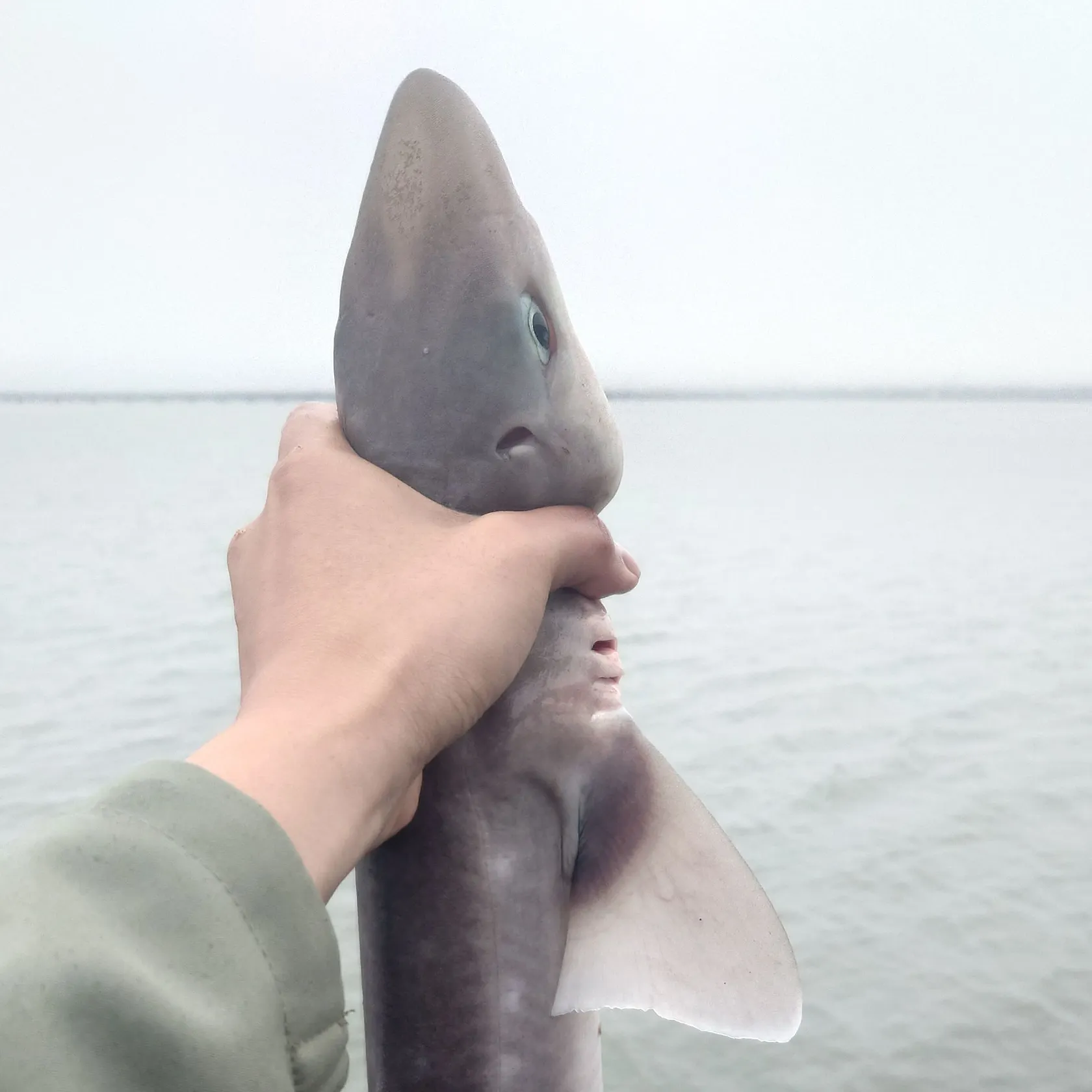 Pacific spiny dogfish caught on Fishbrain