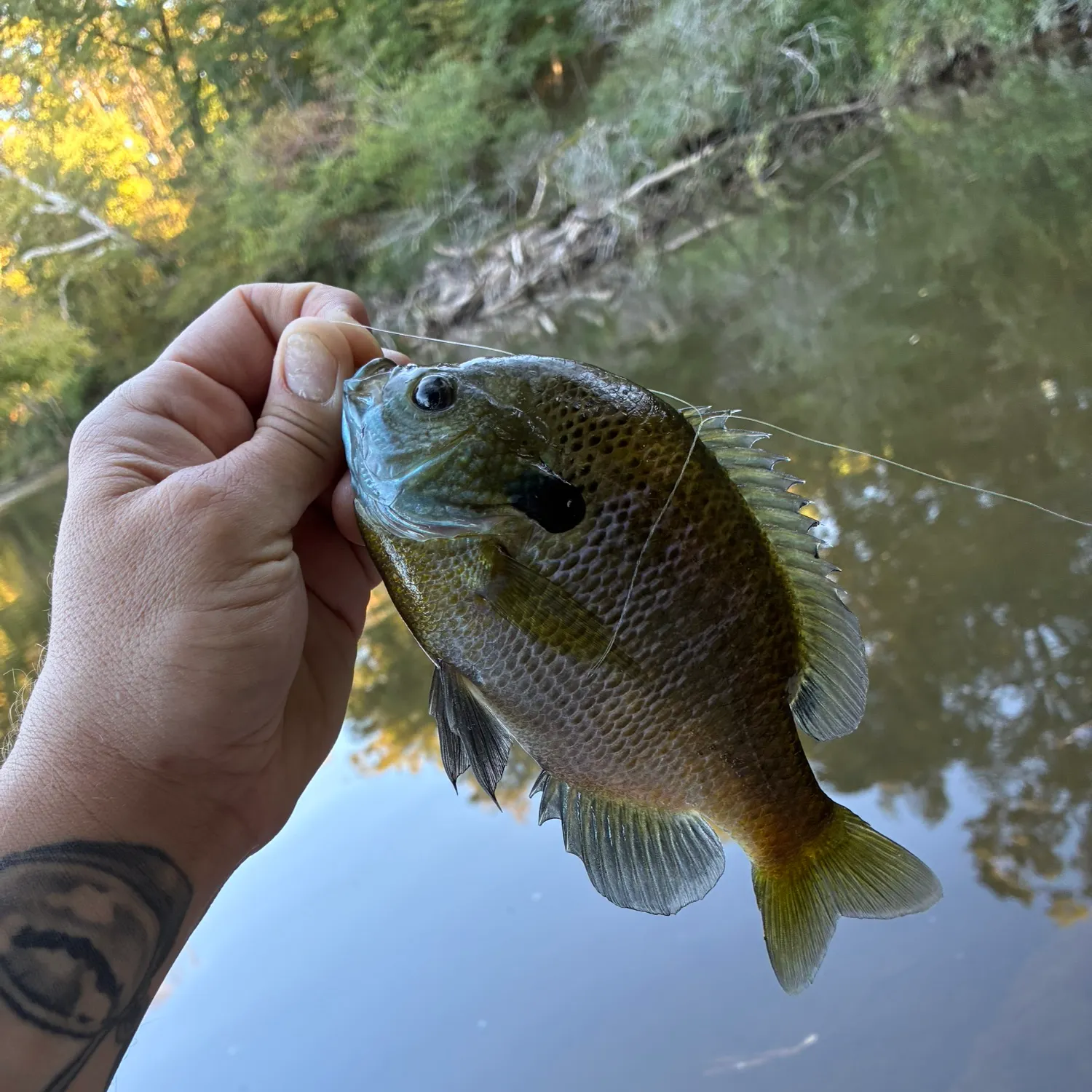 Bluegill caught on Fishbrain