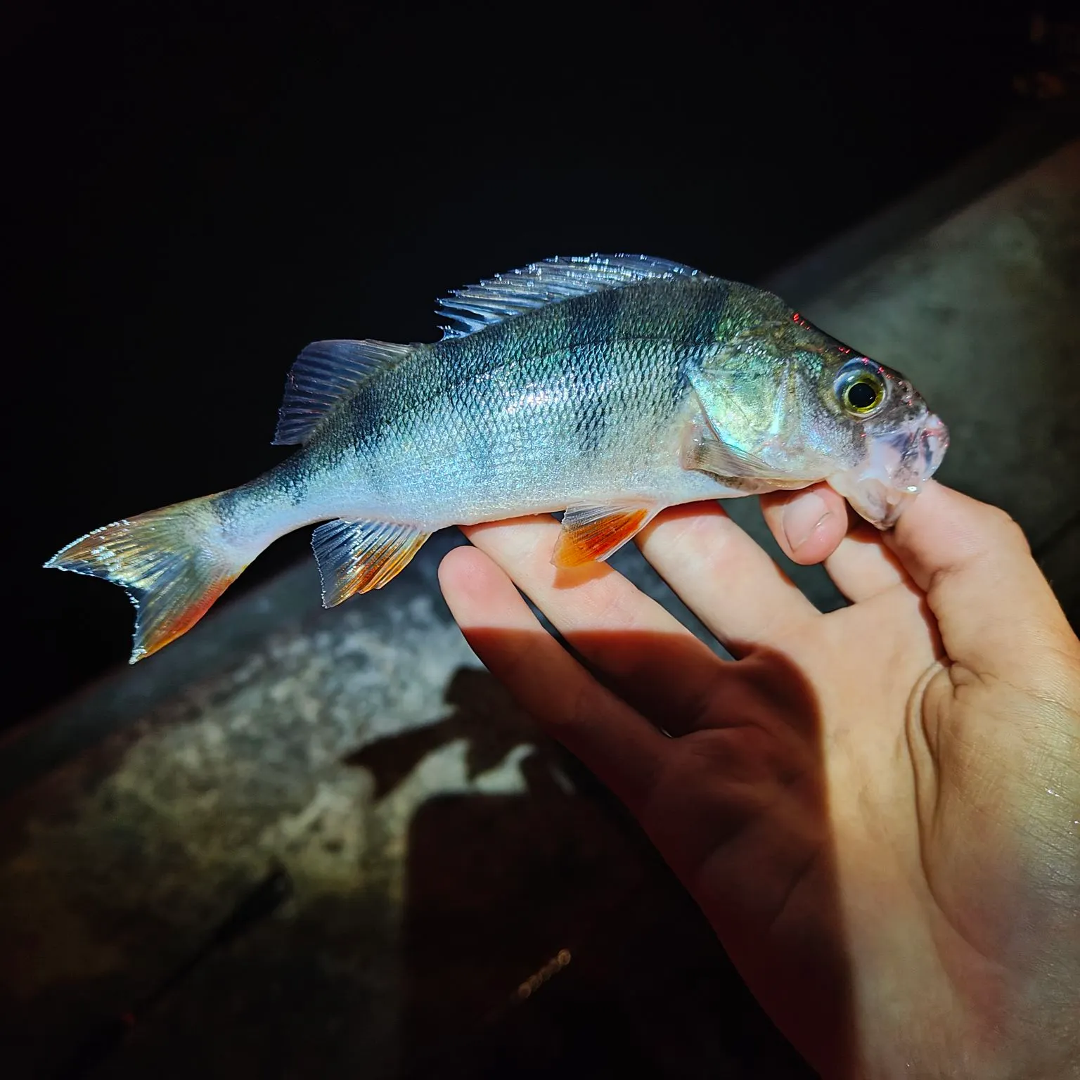 European perch caught on Fishbrain